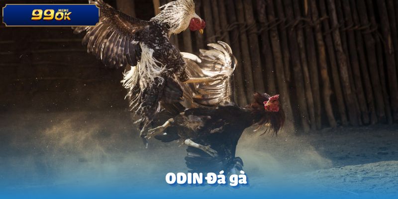 ODIN Đá gà