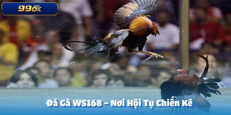 Đá gà WS168 99OK là nơi hội tụ của những chiến kê xuất sắc nhất