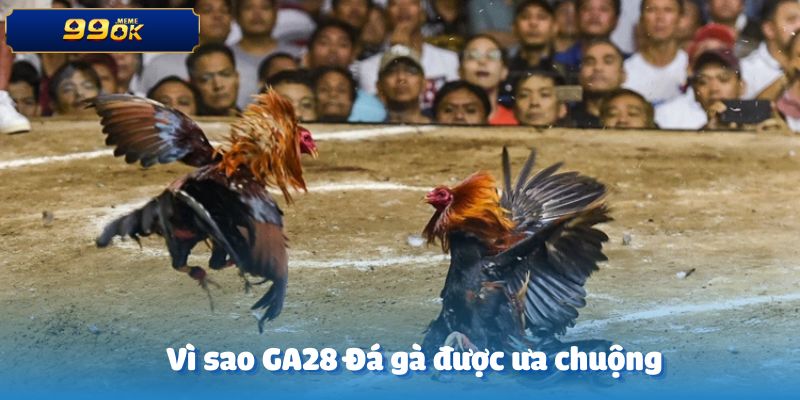 Lý do GA28 Đá gà nhận được sự yêu thích đông đảo