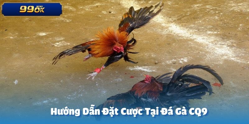 Bạn lựa chọn kèo cược và mức tiền phù hợp tại sảnh cược đá gà CQ9
