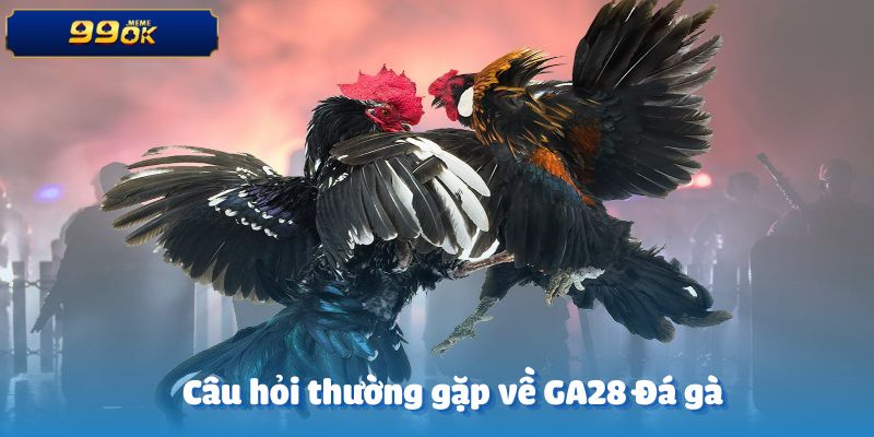 Những câu hỏi phổ biến về GA28 Đá gà